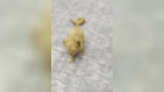 Video preview image #3 Maltipoo (Toy) Puppy For Sale in WARSAW, IN, USA