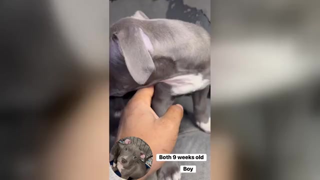 Video preview image #1 Bullypit Puppy For Sale in MIDDLETOWN, CT, USA