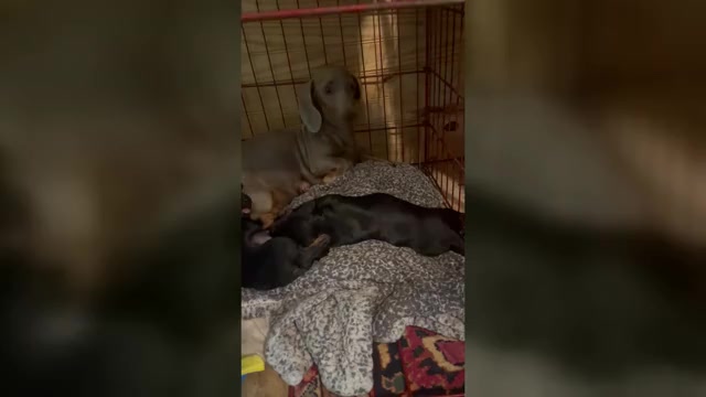 Video preview image #1 Dachshund Puppy For Sale in WEST ORANGE, TX, USA