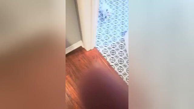Video preview image #1 Portuguese Water Dog Puppy For Sale in WYLIE, TX, USA