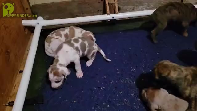 Video preview image #3 Great Dane Puppy For Sale in TURON, KS, USA