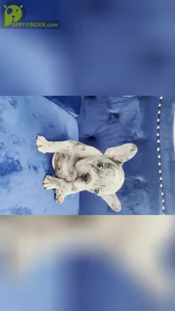 Video preview image #7 French Bulldog Puppy For Sale in PALO ALTO, CA, USA