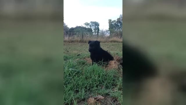 Video preview image #2 German Shepherd Dog Puppy For Sale in COUCH, MO, USA