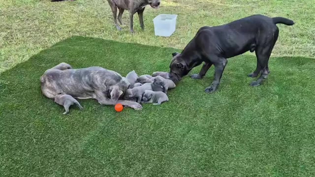 Video preview image #36 Cane Corso Puppy For Sale in COLUMBIA, SC, USA