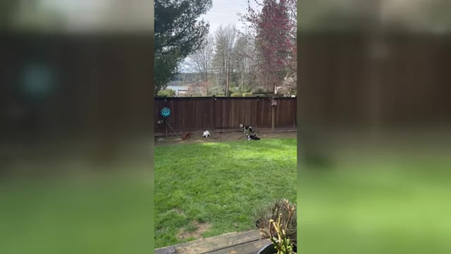 Video preview image #1 Cavachon Puppy For Sale in OLYMPIA, WA, USA