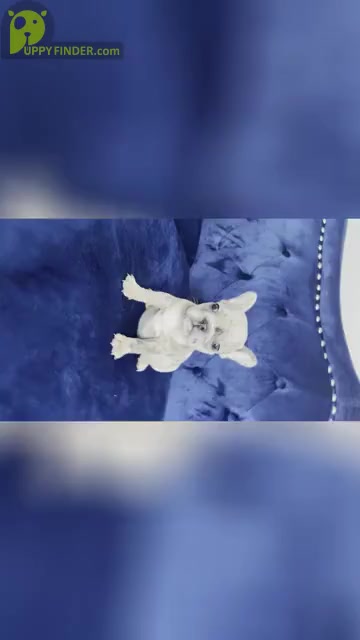 Video preview image #16 French Bulldog Puppy For Sale in FORT LAUDERDALE, FL, USA