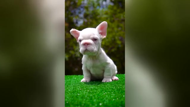 Video preview image #1 French Bulldog Puppy For Sale in SEATTLE, WA, USA