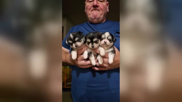 Video preview image #4 Chihuahua Puppy For Sale in SAINT MARYS, GA, USA