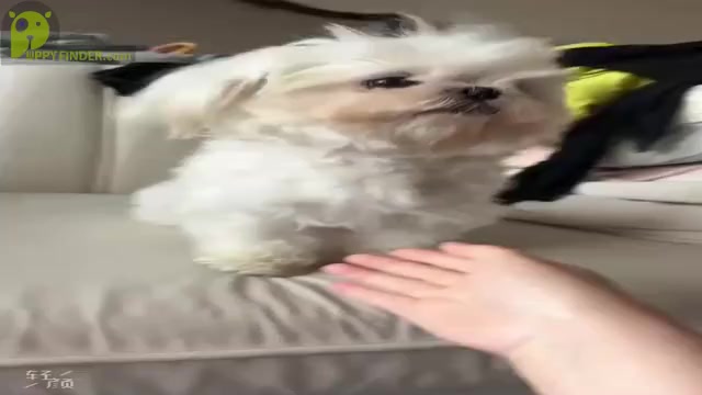 Video preview image #1 Maltese Puppy For Sale in SAN DIEGO, CA, USA