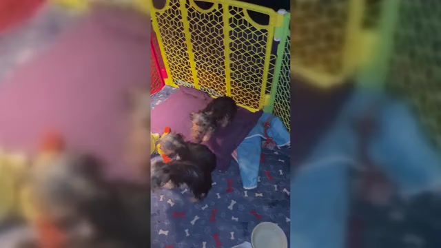 Video preview image #1 Yorkshire Terrier Puppy For Sale in SAINT LOUIS, MO, USA