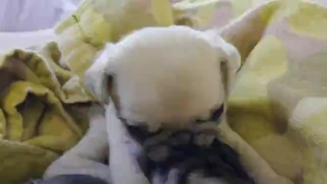Video preview image #2 Pug Puppy For Sale in HILLSDALE, MI, USA