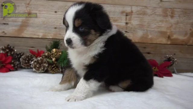Video preview image #1 Miniature Australian Shepherd Puppy For Sale in HUNTINGTON, UT, USA
