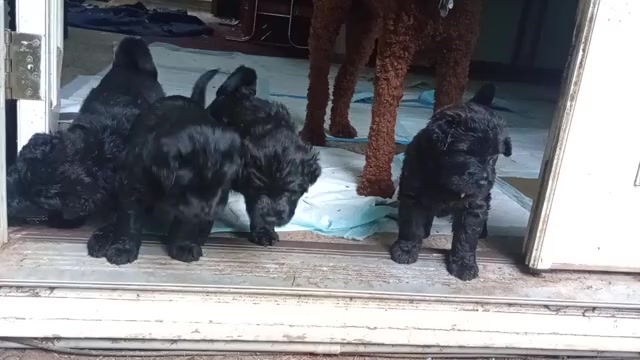 Video preview image #2 Chinese Shar-Pei-Poodle (Standard) Mix Puppy For Sale in PORTLAND, OR, USA