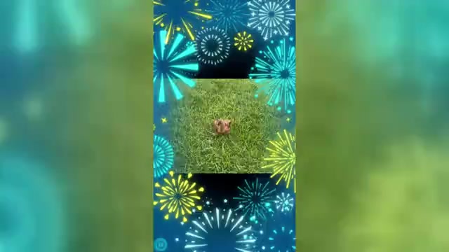 Video preview image #1 Dachshund Puppy For Sale in WARSAW, IN, USA