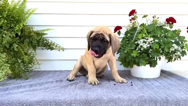Video preview image #1 Mastiff Puppy For Sale in WAKARUSA, IN, USA