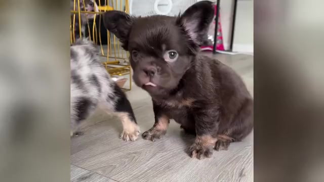 Video preview image #5 French Bulldog Puppy For Sale in PALMDALE, CA, USA