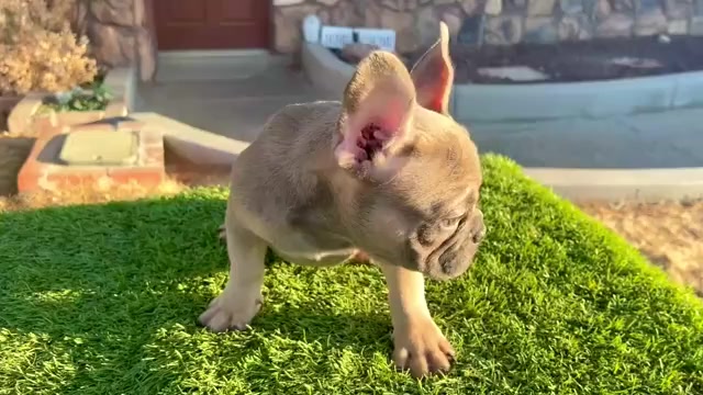 Video preview image #4 French Bulldog Puppy For Sale in CASTRO VALLEY, CA, USA