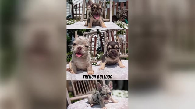 Video preview image #1 French Bulldog Puppy For Sale in GOSHEN, IN, USA