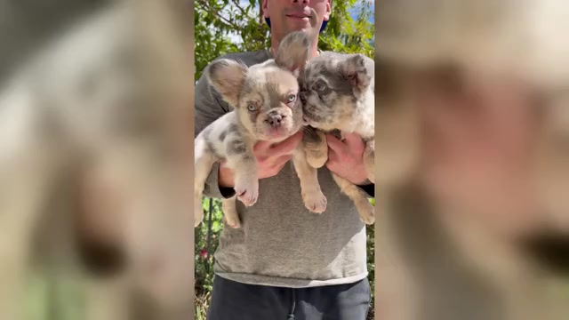 Video preview image #2 French Bulldog Puppy For Sale in SAN DIEGO, CA, USA