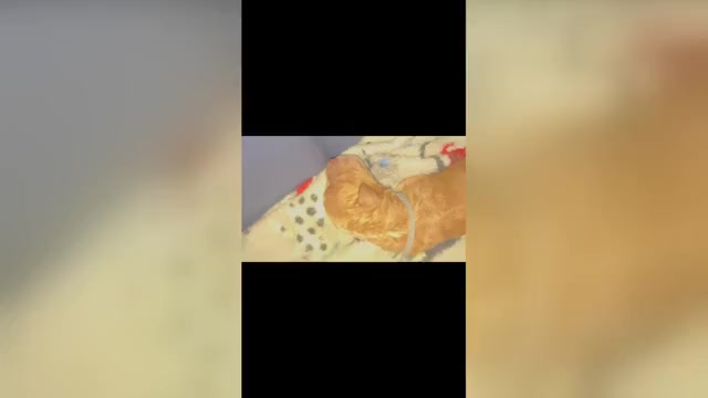 Video preview image #3 Goldendoodle mix (+ Poodle Standard) Puppy For Sale in CLEVELAND, OH, USA