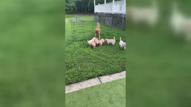 Video preview image #4  Breeder Profile in CONWAY, SC, USA