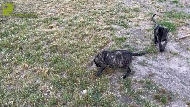 Video preview image #4 Mastiff Puppy For Sale in AXTELL, TX, USA