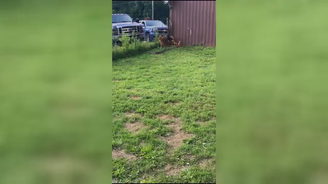 Video preview image #1 Bloodhound Puppy For Sale in MITCHELL, IN, USA