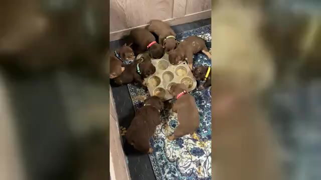Video preview image #1 French Bulldog Puppy For Sale in BRIGHTON, CO, USA