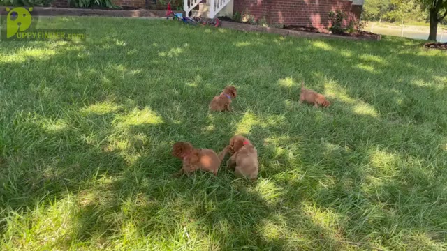 Video preview image #1  Breeder Profile in ELKTON, KY, USA