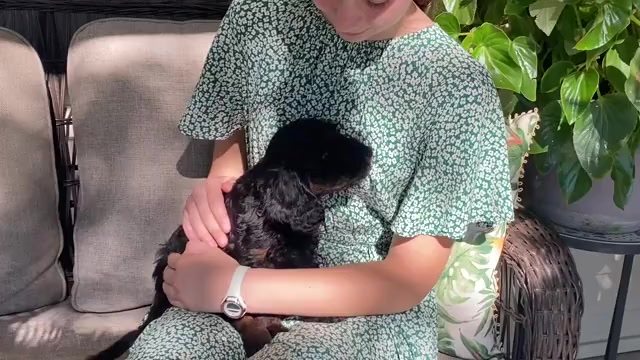 Video preview image #2 Goldendoodle Puppy For Sale in TOPEKA, KS, USA
