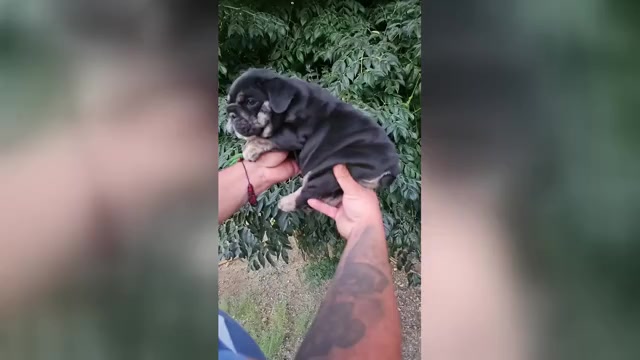 Video preview image #2 English Bulldog Puppy For Sale in FORT LAUDERDALE, FL, USA