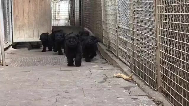 Video preview image #2 Schnauzer (Miniature) Puppy For Sale in Hatvan, Heves, Hungary