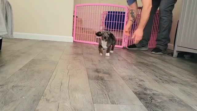 Video preview image #1 Dachshund Puppy For Sale in WALLACE, CA, USA