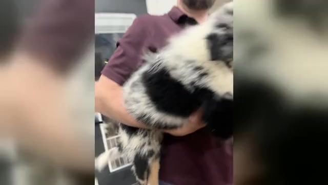 Video preview image #4 Australian Shepherd Puppy For Sale in TYLER, TX, USA