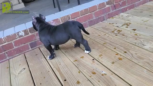 Video preview image #2 American Bully Puppy For Sale in ROCKVILLE, MD, USA