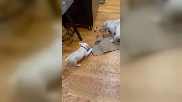 Video preview image #1 Boston Terrier Puppy For Sale in HAMDEN, CT, USA