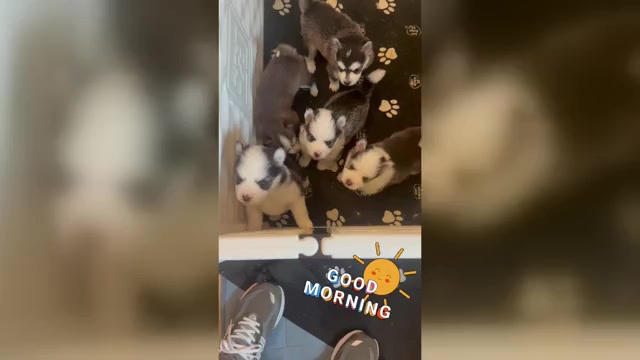 Video preview image #1 Pomsky Puppy For Sale in NASHUA, NH, USA