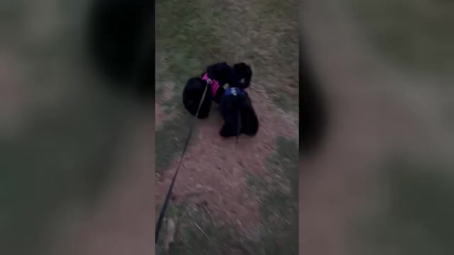 Video preview image #1 Shih Tzu Puppy For Sale in CUMMING, GA, USA