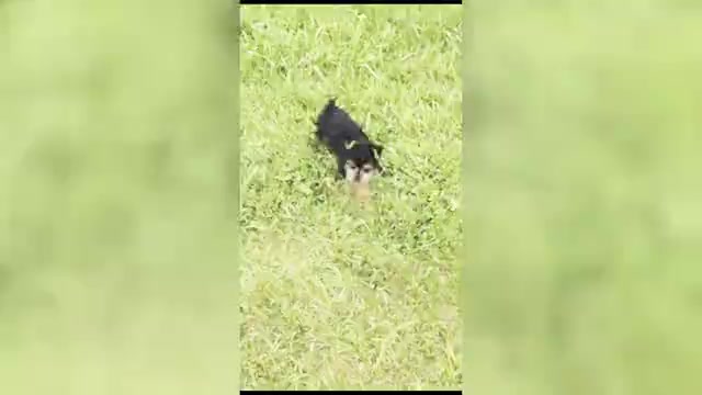 Video preview image #20 Yorkshire Terrier Puppy For Sale in WARSAW, IN, USA