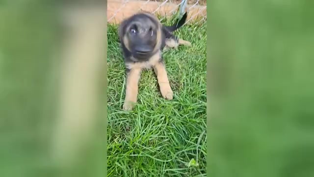 Video preview image #2 German Shepherd Dog Puppy For Sale in MONROE, WA, USA