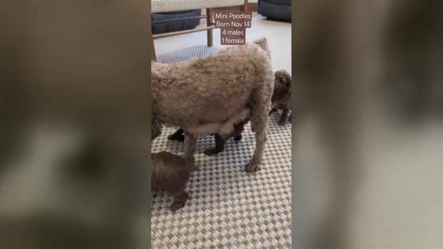 Video preview image #5  Breeder Profile in GOSHEN, IN, USA