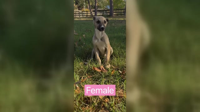 Video preview image #1 Greyhound Puppy For Sale in MONTGOMERY, TX, USA