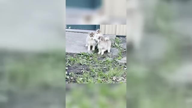 Video preview image #1 Pomsky Puppy For Sale in STAPLES, MN, USA