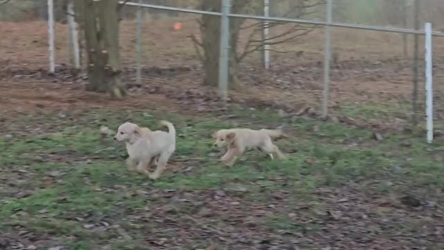Video preview image #1 Golden Retriever Puppy For Sale in SALISBURY, NC, USA