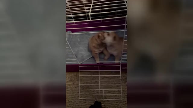 Video preview image #1 Pomsky Puppy For Sale in NORWICH, NY, USA