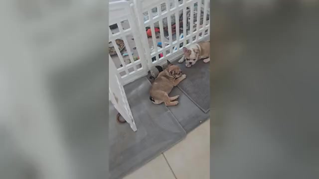 Video preview image #2 French Bulldog Puppy For Sale in CHINO HILLS, CA, USA