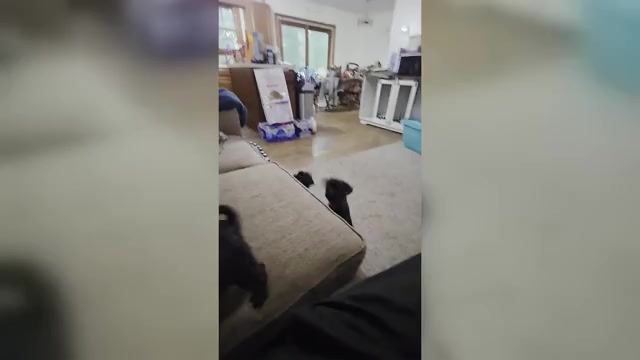 Video preview image #19 Pug Puppy For Sale in HILLSDALE, MI, USA