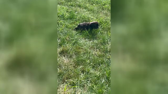 Video preview image #2 French Bulldog Puppy For Sale in JOLIET, IL, USA