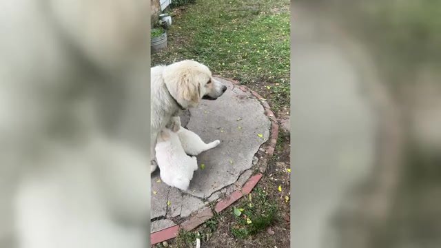Video preview image #2 Great Pyrenees Puppy For Sale in STOKES, NC, USA