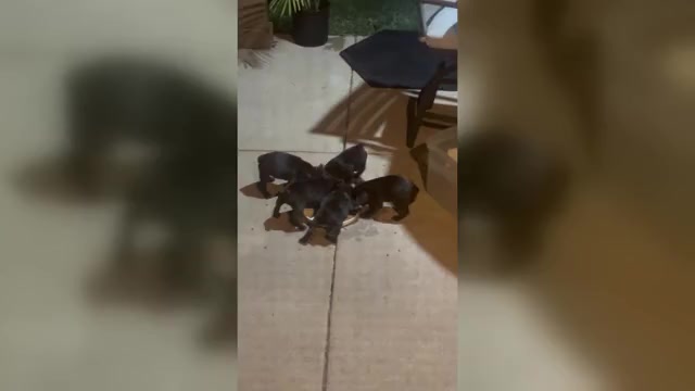 Video preview image #8 French Bulldog Puppy For Sale in JOLIET, IL, USA